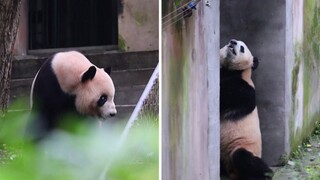 功仔：天呐，隔壁新来的小屁孩太热情了，一直咩咩咩，还跑来敲我的门，这是谁家的孩子啊？【大熊猫蛋烘糕、热干面】