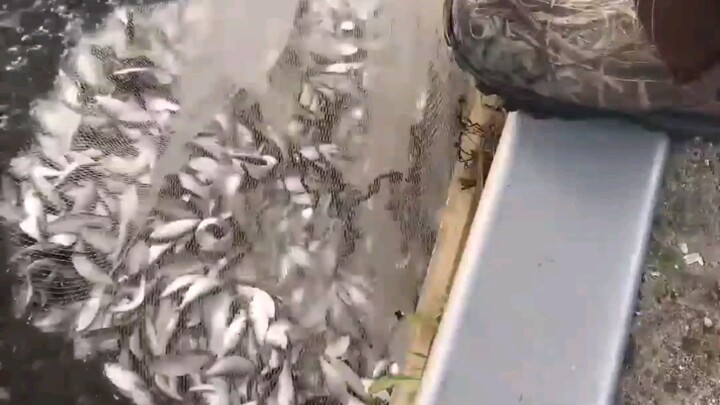 Water’s been mixed into the fish.