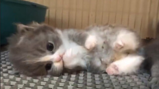 Milk explosion