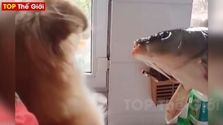 ⚡Tổng Hợp Những Tình Huống Kỳ Lạ Và Thú Vị Khiến Người Ta Bất Ngờ Không Thôi P55