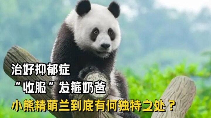 รักษาโรคซึมเศร้า  “ครองใจ” พ่อน้อยสวมที่คาดผม เจ้าหมีป่าเหมิงหลันมีความพิเศษอะไรกันแน่?