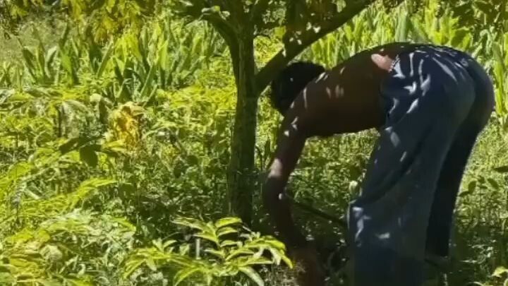 ওল গাছ না যেন বট গাছ। #ওলগাছ