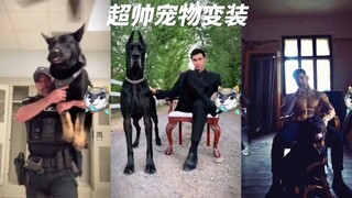 Pemilik super keren di Internet mendandani hewan peliharaannya!