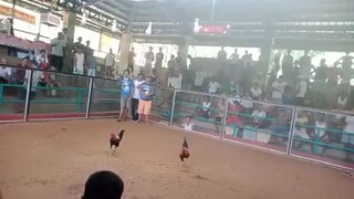 manok bundok,,walang sugar mambulao arena