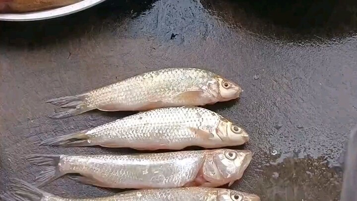 Fresh catch of the day!