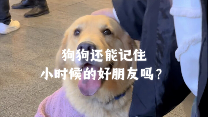 狗狗还能记住小时候的好朋友吗？