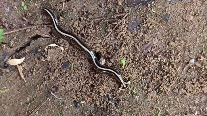 Hammerhead Worm