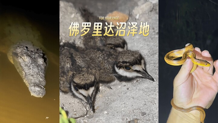 Bagian 4: Kamu suka teman-teman di Everglades, Florida nggak? ⚠️ Episode ini banyak 🐍