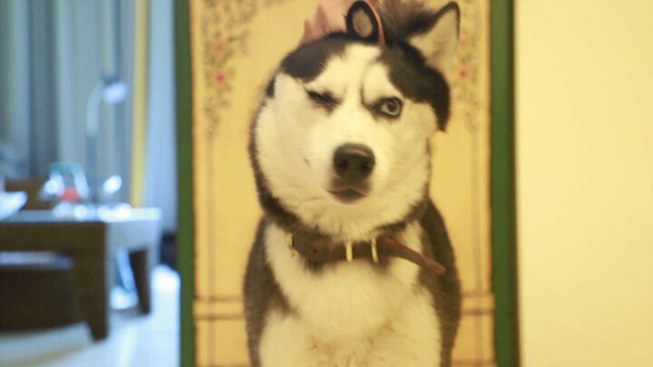 Huskies can choose their new owners