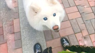 Seberapa hangat sebenarnya anjing terhadap ibu hamil? Adegan terakhir benar-benar menghangatkan hati