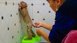 Most Obedient Monkey! Wow, Little Yaya Stand Up Let Mom Cleans And Bathing For Good Hygiene