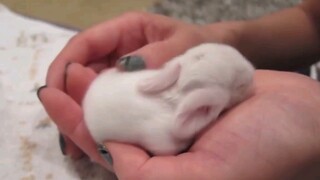ลูกกระต่ายน้อยที่เพิ่งเกิด น่ารักจนระเบิดเลย!