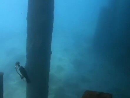 This bird dives deep into the water to catch fish—but what a shame!
