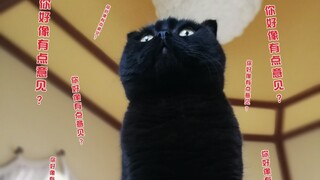 Biar kalian lihat reaksi asli kucing setelah kaleng dibuka!