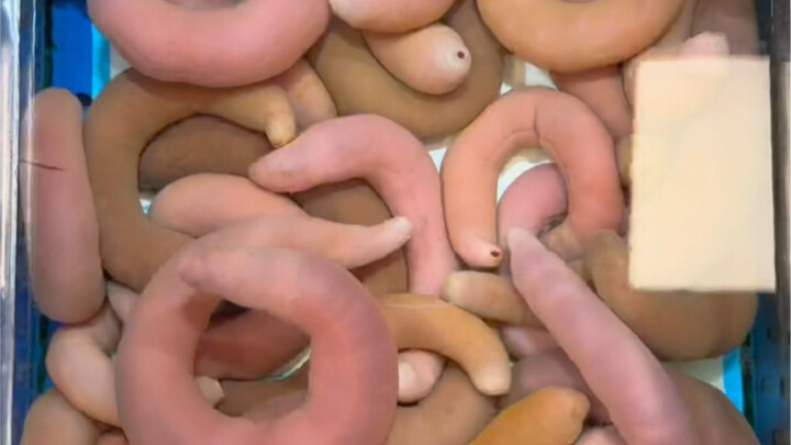 Janji ditepati: Acar laut segar yang kalian tunggu-tunggu sudah tiba!