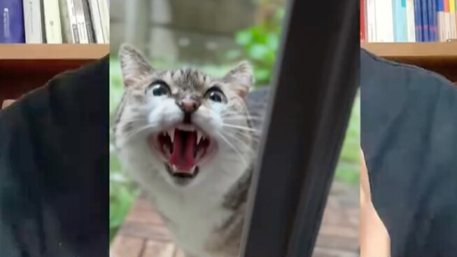 Cat: Kneel down. I need to ask you a favor～