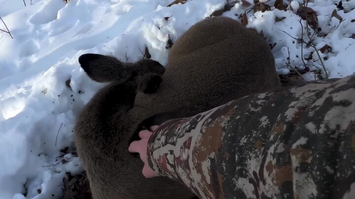 This roe deer hasn’t even woken up at noon—what a delight it is to pet it!