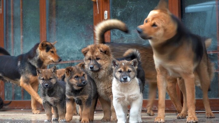 [Dog] Dogs on a rainy day
