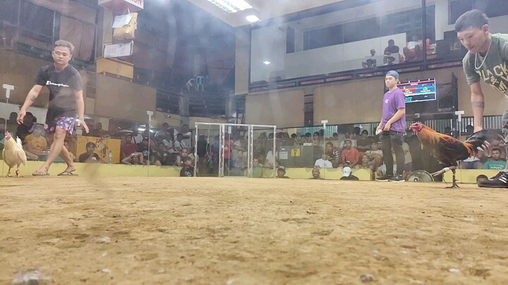 MY SANINOWHITE STAG #REDJECKGF