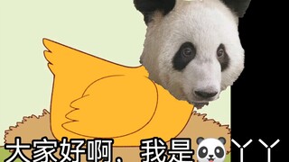 熊猫丫丫的一群撒比儿子