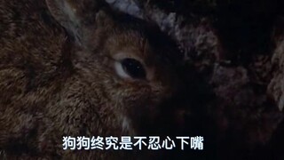 这是什么品种的狗？好聪明啊！