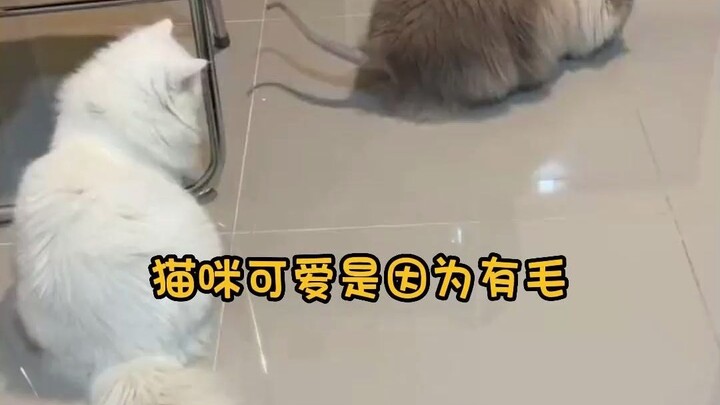 Thì ra mèo đáng yêu là do có lông
