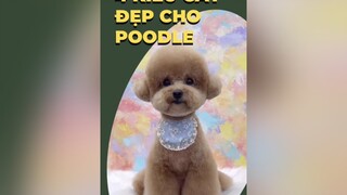 4 kiểu cắt đẹp cho bé Poodle YeuNgheThuat chó chó_cưng poodle groomer hoccungtikotk