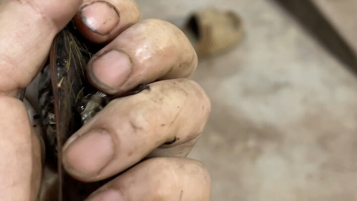 The world's largest cicada, the emperor cicada