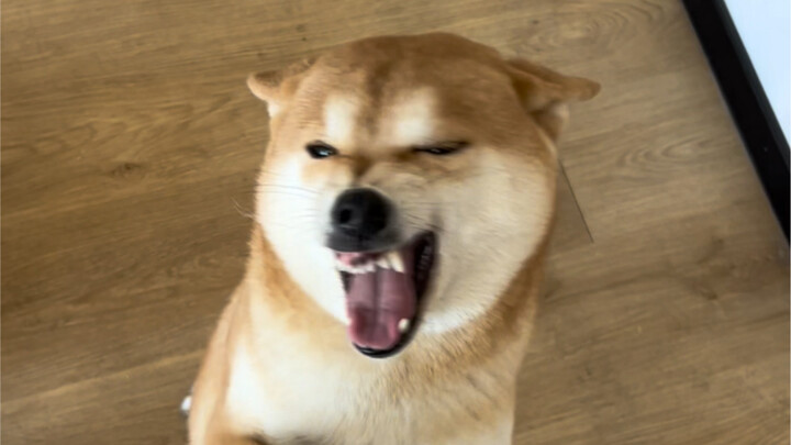 Challenge: Go Home Without Touching the Dog