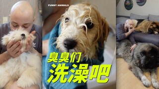 想问大家多久给狗狗洗一次澡，真的臭很快！