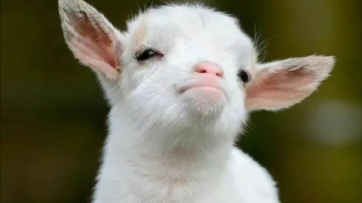 “Tớ… tớ đâu có sợ cái gì mà dội vào chứ!”