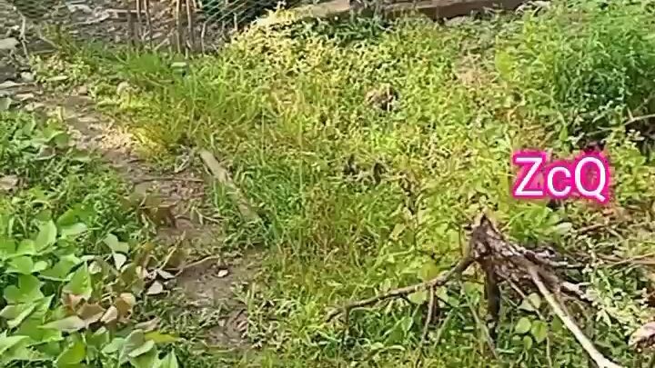 Tara at mag pa Kain Ng Mga alagang manok DIY FEEDS MADRE DE AGUA