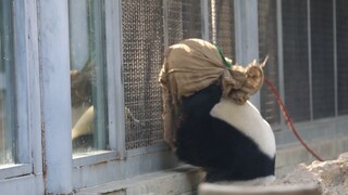 Panda Menglan Kindly Gives His Toys to Two Chubby Sisters