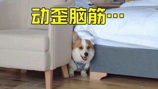 ماذا سيحدث إذا تركت كلب الكورجي وحيدًا في غرفة الفندق؟