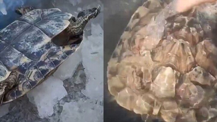 The turtle that the girl had raised for 7 years froze to death. She turned around and set up a pot t