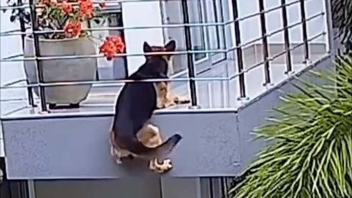 Chú chó suýt rơi xuống mà vẫn không quên vẫy đuôi chào chủ nhân