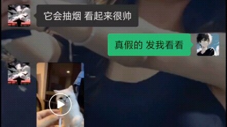 القط: "أنا وسيم لدرجة أنك لن تصدق!"