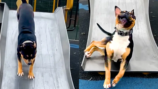 ครั้งแรกของ Rottweiler บนสไลด์ วิดีโอสัตว์เลี้ยงตลก