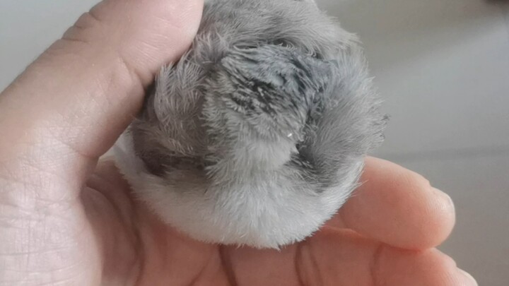 Sudah menyelamatkan satu ekor lagi berkepala putih