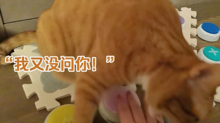 แมวน้อยใช้ปุ่มกดรบกวนฉันไม่สำเร็จ ก็เลยห้ามฉันกดแล้ว!