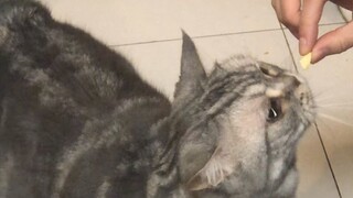 Người đồng nghiệp của tôi đã đến thăm nhà chị Yan, nhưng anh ấy đã bị thuần hóa một cách bất ngờ.