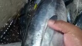 ikan Beby tuna