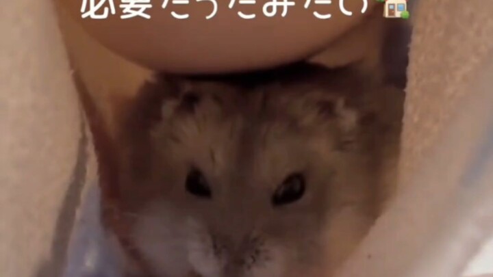 อีกวันที่สู้สัตว์น้อยไม่ได้