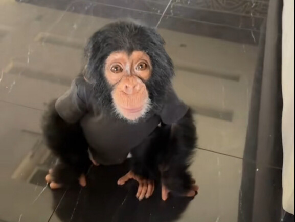 黑猩猩，进化的不多不少刚刚好