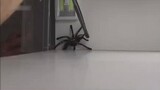 Spider Shadow