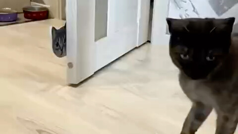 Cat: Still trying to scare me?