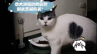惊呆了！四大满级动物竟然如此荒诞搞笑！