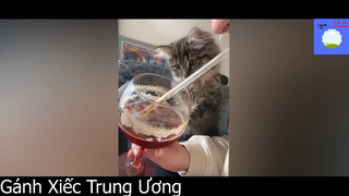 Sen ơi Sen có bị khùm không, chứ Boss mệt #funny