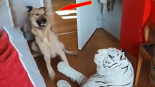 สัตว์กบฏ 😬😬 วิดีโอปฏิกิริยาสุนัขและแมวตลก 13