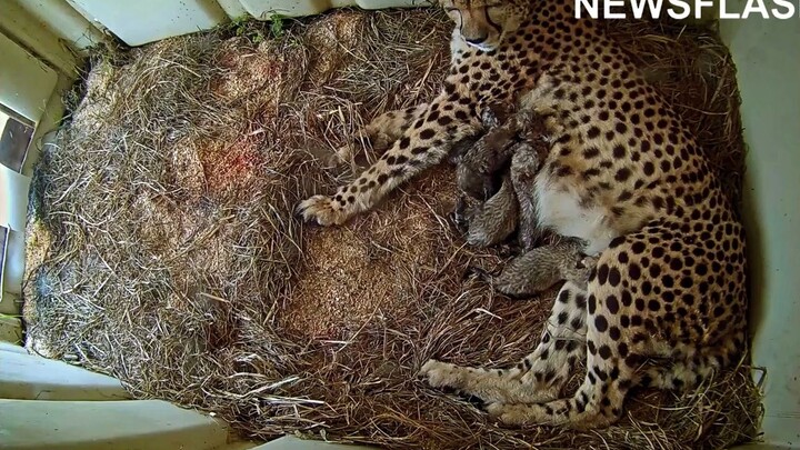 Breaking news: A litter of cheetah cubs has been born, and their mother is lovingly licking them—so 